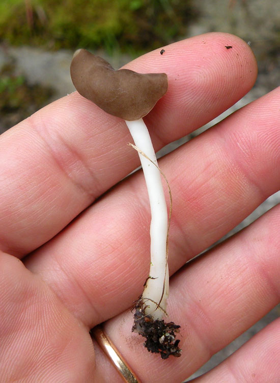 Helvella elastica?